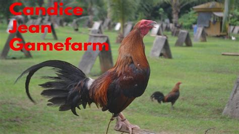 candice jean gamefarm